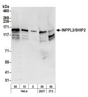 Detection of human and mouse INPPL2/SHIP