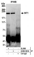 Detection of human INT1 by western blot