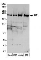 Detection of human and mouse INT1 by wes