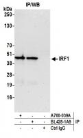 Detection of human IRF1 by western blot