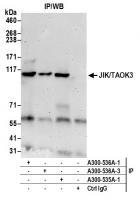 Detection of human JIK/TAOK3 by western