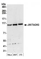 Detection of human and mouse JIK/TAOK3 b
