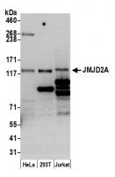 Detection of human and mouse JMJD2A by w