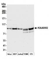 Detection of human and mouse KIAA0082 by