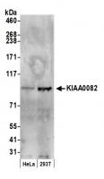 Detection of human KIAA0082 by western b