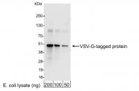 Detection of VSV-G-tagged Protein by wes
