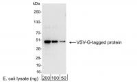 Detection of VSV-G-tagged Protein by wes
