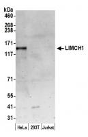 Detection of human LIMCH1 by western blo