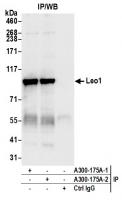 Detection of human Leo1 by western blot