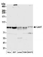 Detection of human and mouse Leo1 by wes