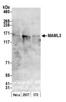 Detection of human and mouse MAML3 by we