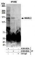 Detection of human MAML3 by western blot