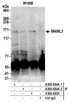 Detection of human MAML3 by western blot