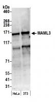 Detection of human and mouse MAML3 by we