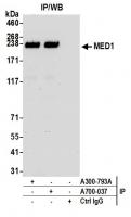 Detection of human MED1 by western blot