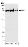 Detection of human and mouse MED1 by wes