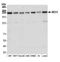 Detection of human MED1 by western blot.