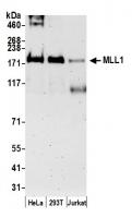Detection of human MLL1 by western blot.