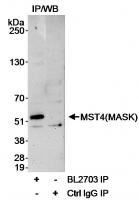 Detection of human MST4(MASK) by western