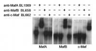 Electrophoretic Mobility Shift of MafA,