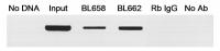 Binding of MafA to the enhancer region o