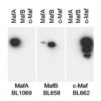 Detection of MafA, MafB and cMaf by west