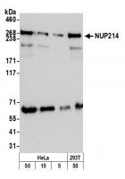 Detection of human and mouse NUP214 by w