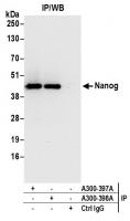 Detection of mouse Nanog by western blot