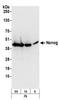 Detection of mouse Nanog by western blot