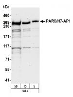 Detection of human PARC/H7-AP1 by wester