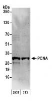 Detection of human and mouse PCNA by wes