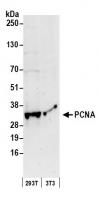 Detection of human and mouse PCNA by wes