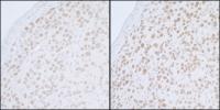 Detection of mouse PELP1/MNAR by immunoh