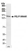 Detection of mouse PELP1/MNAR by western