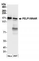 Detection of human PELP1/MNAR by western