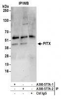 Detection of human PITX by western blot