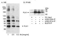 Detection of human PLK1 by western blot