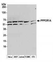 Detection of human and mouse PPP2R1A by