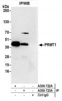 Detection of human PRMT1 by western blot