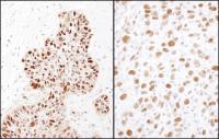 Detection of human and mouse MCM2 (Ser41