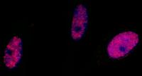 Detection of human Phospho SMC1 (S966) b