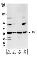 Detection of human and mouse QKI by west
