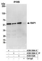 Detection of human RAP1 by western blot