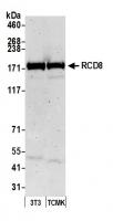 Detection of mouse RCD8 by western blot.