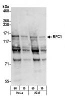 Detection of human RFC1 by western blot.