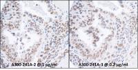 Detection of mouse RPA70 by immunohistoc