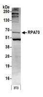 Detection of mouse RPA70 by western blot