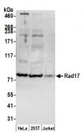 Detection of human Rad17 by western blot