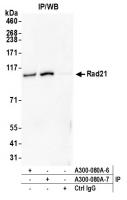 Detection of human Rad21 by western blot
