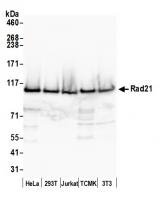 Detection of human and mouse Rad21 by we